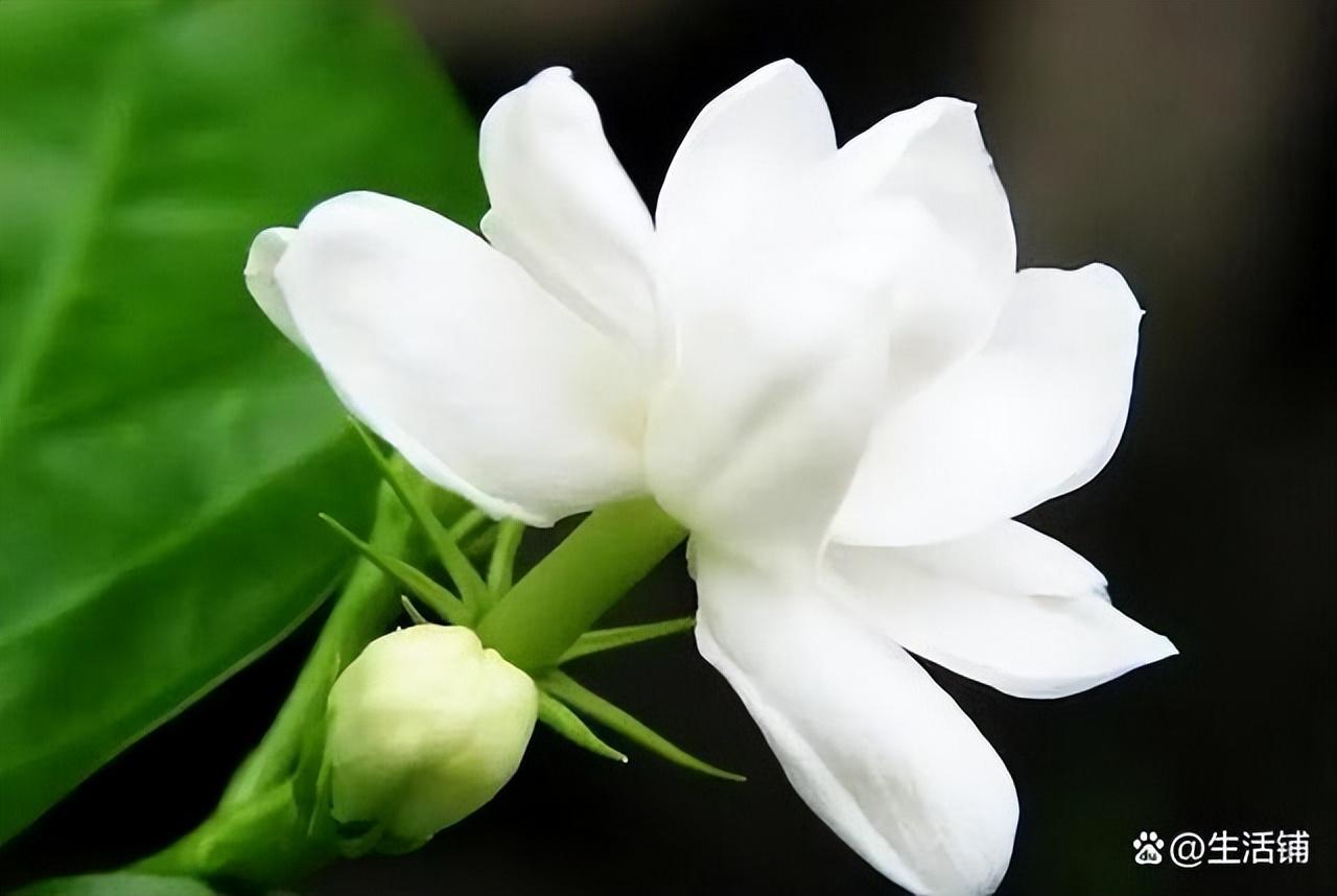 栀子花的养殖方法和注意事项（栀子花喜欢什么样的土壤）