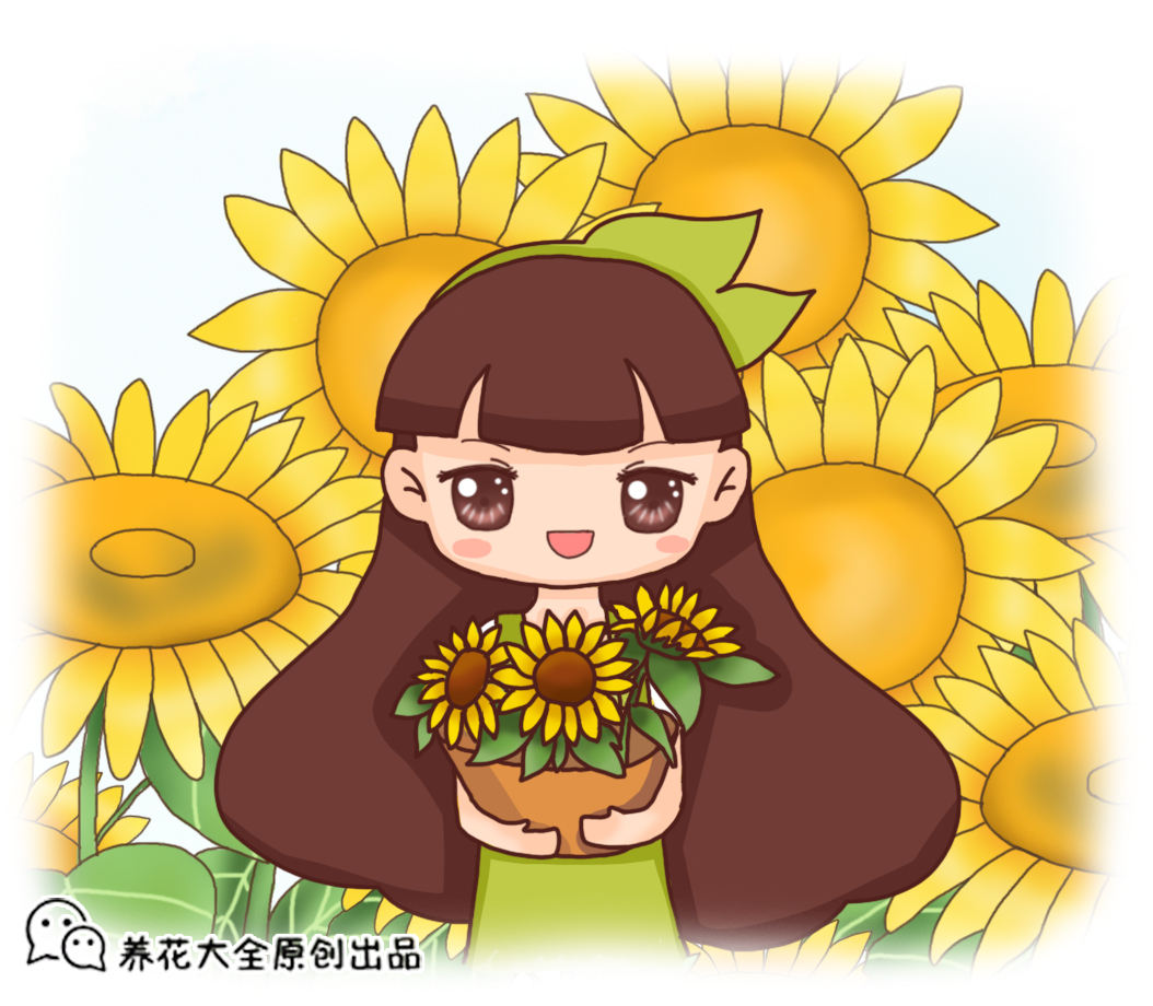向日葵什么时候种植最好（喜欢太阳的向日葵春天播种合适）