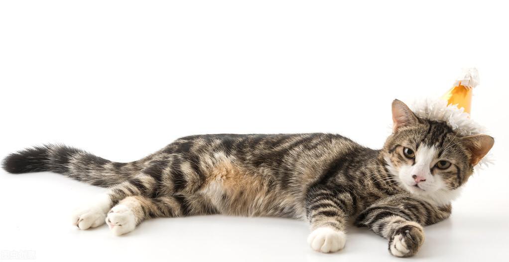 猫咪一直发出咕噜咕噜的声音（猫什么时候会发出咕噜声）