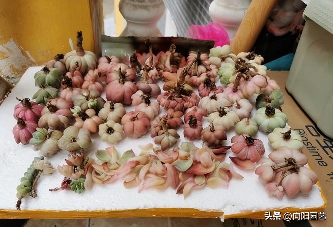 多肉多久浇一次水比较好（多肉是更耐旱还是更耐涝）