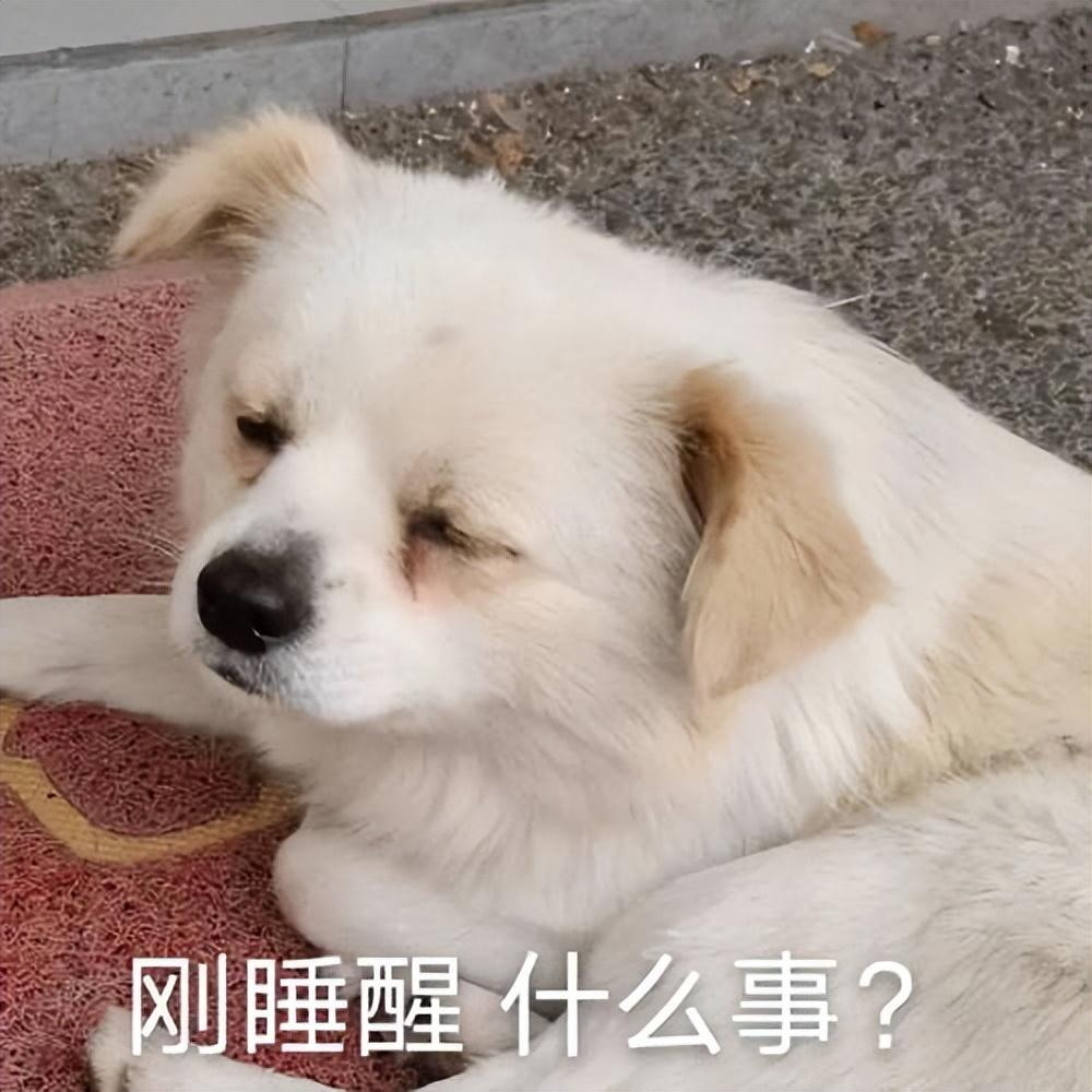 狗晚上叫个不停是怎么回事（如何应对狗狗深夜吠叫）