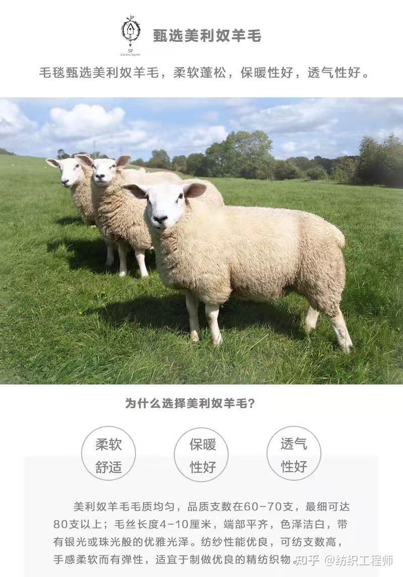 美利奴羊毛和普通羊毛的区别（美利奴羊毛是如何产生的）