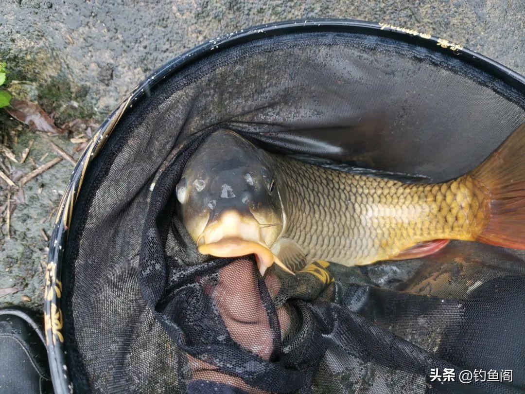 冬天钓鲤鱼用什么饵料最好（为什么冬季的鲤鱼不爱开口）
