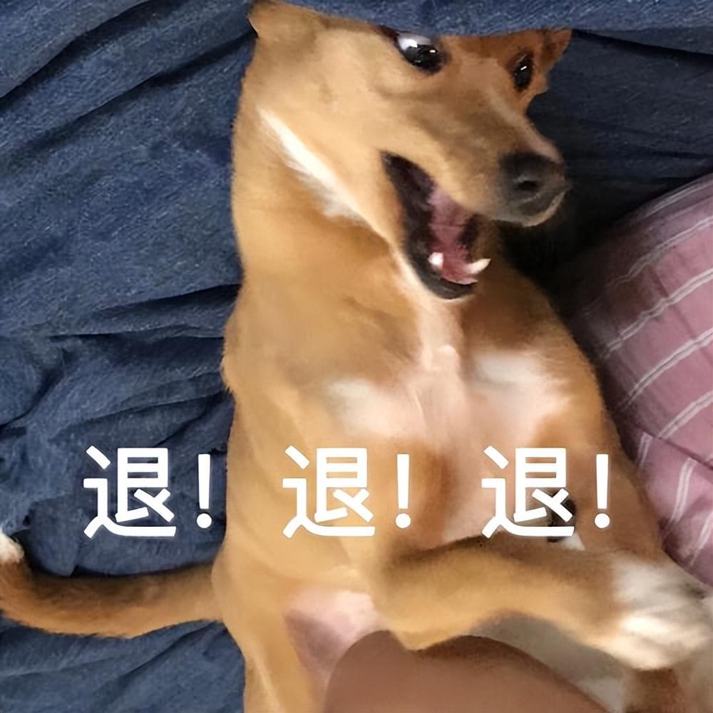狗的品种排名大全（2023年受欢迎狗狗品种排行榜）