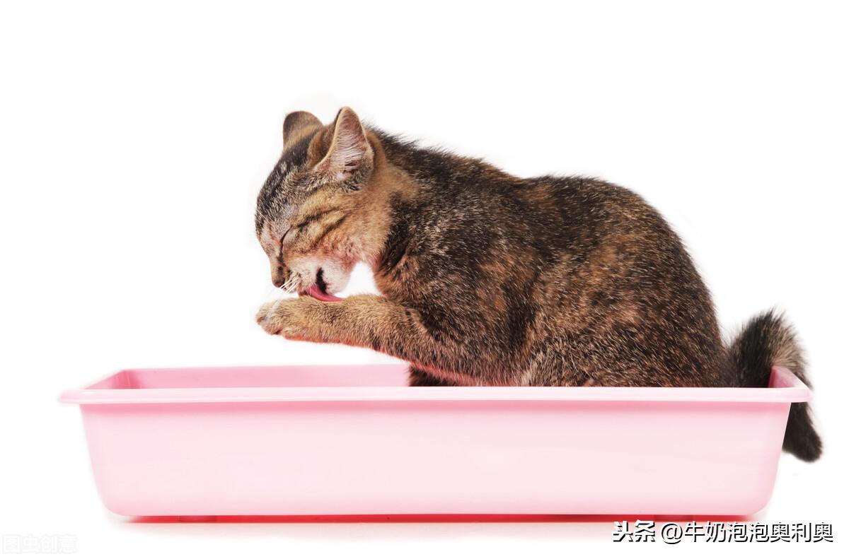豆腐猫砂和膨润土猫砂哪个好（膨润土和豆腐猫砂的优缺点）