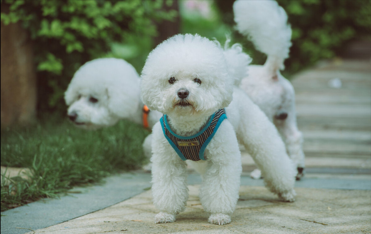 比熊一般长到几个月就定型了（比熊犬的年龄阶段划分）