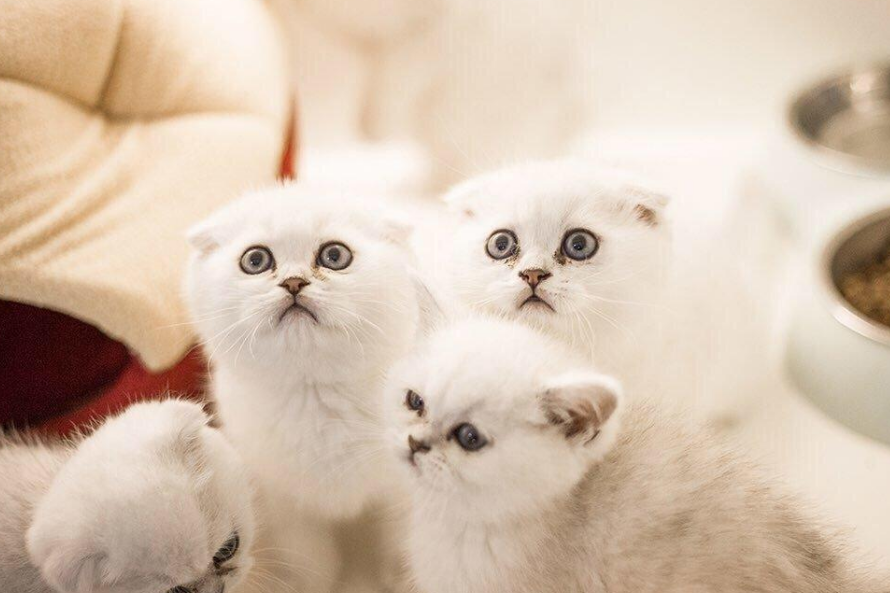 为什么养折耳猫很残忍（折耳猫自身都有哪些问题呢）