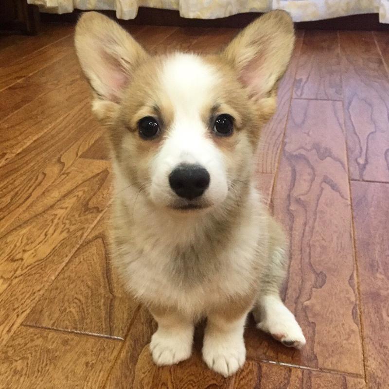 柯基一生认几个主人（柯基犬爱主人的表现都有哪些）