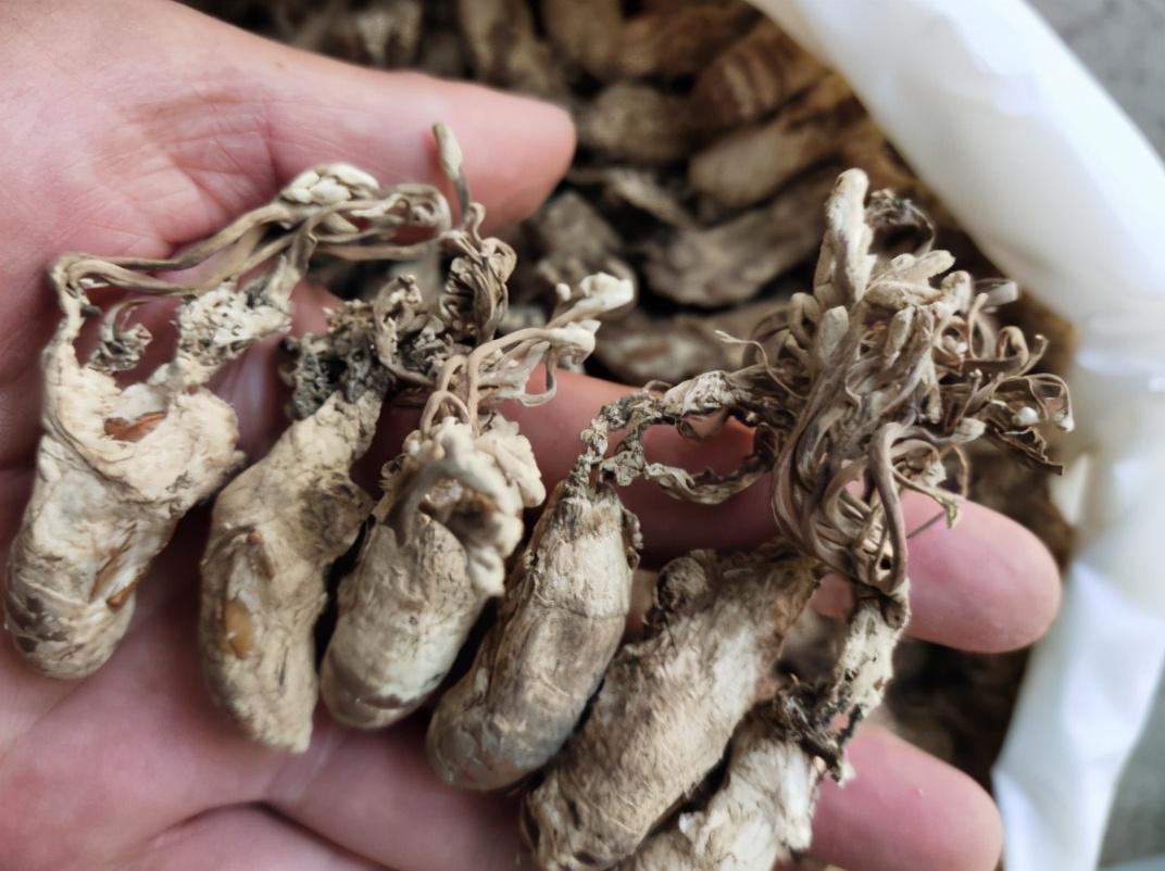 野生虫草一斤多少钱呢（金蝉花是野生虫草的一种吗） ！-图2