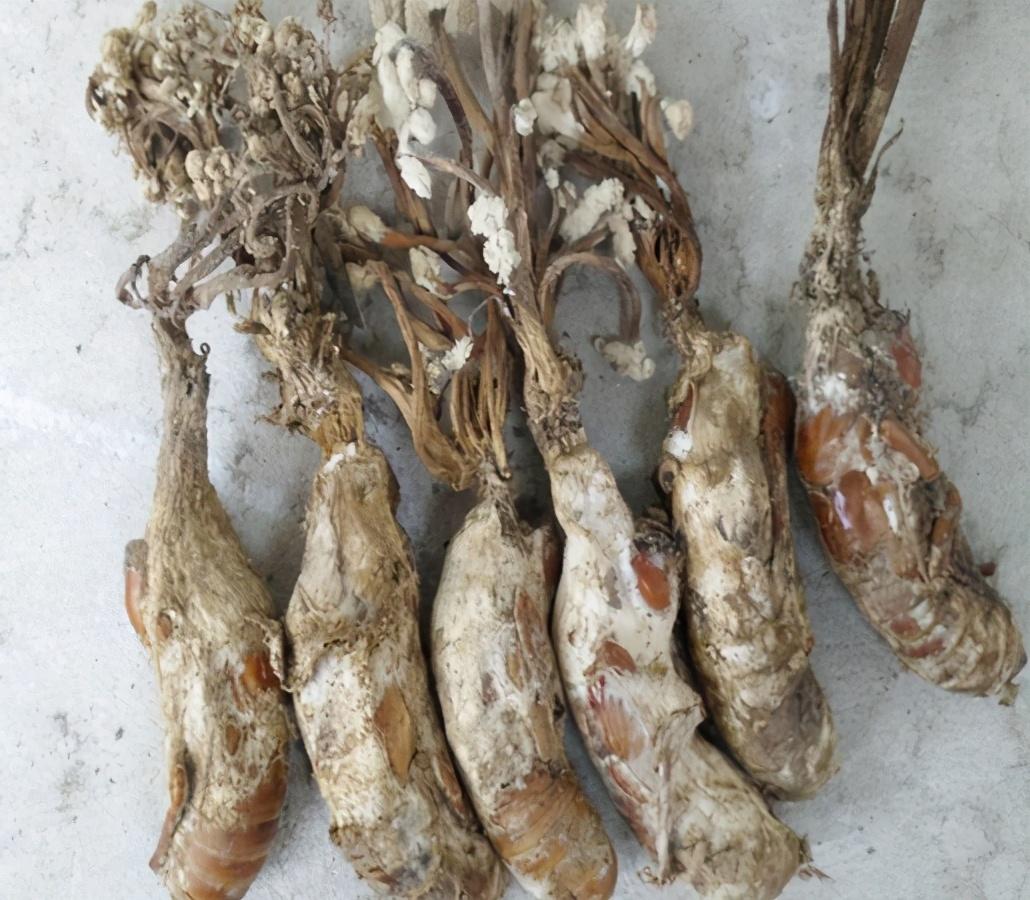 野生虫草一斤多少钱呢（金蝉花是野生虫草的一种吗） ！-图3