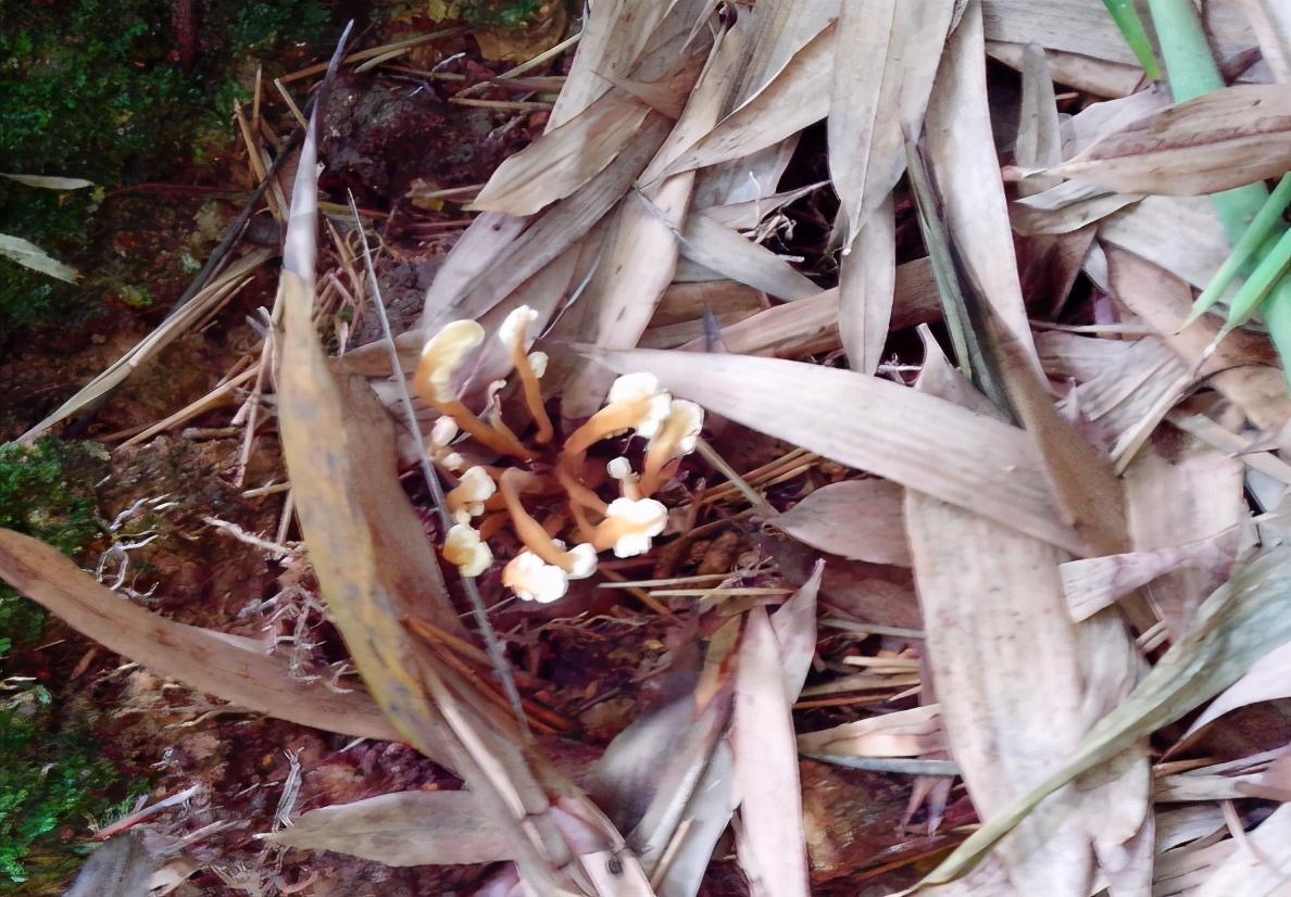 野生虫草一斤多少钱呢（金蝉花是野生虫草的一种吗） ！-图5