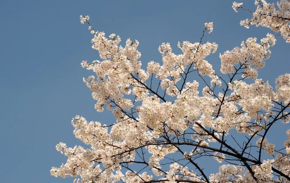 日本的国花是什么花（日本国花到底是樱花还是菊花）