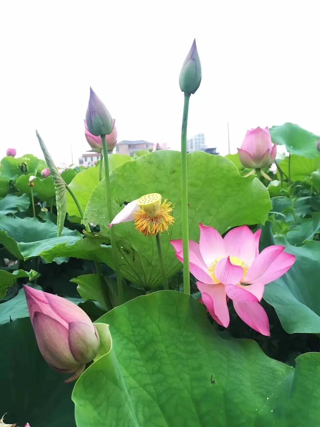 荷花定律是什么意思（荷花定律告诉了我们什么道理）