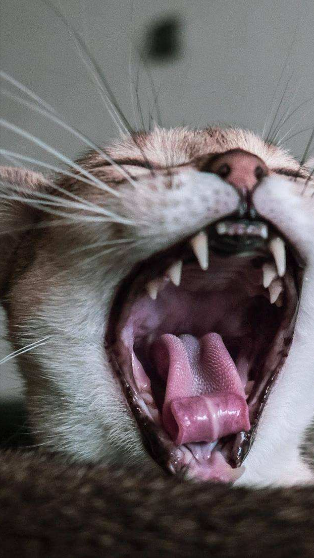 猫突然哀嚎一样怪叫（猫咪半夜发出惨叫的六个原因）