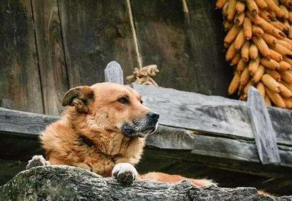 猫来财还是猫来穷（狗卧福地猫来穷的说法依据是什么）