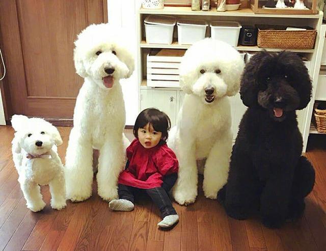 巨贵犬多少钱一只（为什么不建议普通人养巨贵犬呢）