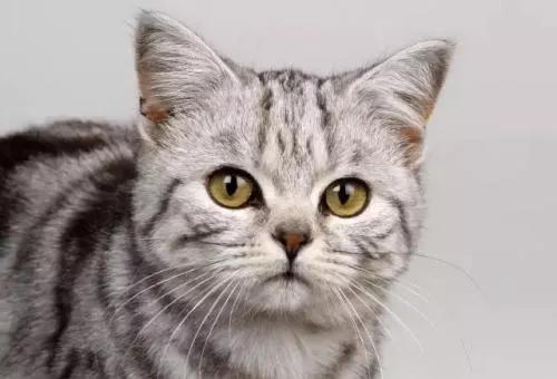 养猫聚财还是破财（养猫会给人的运气带来好处和坏处吗）
