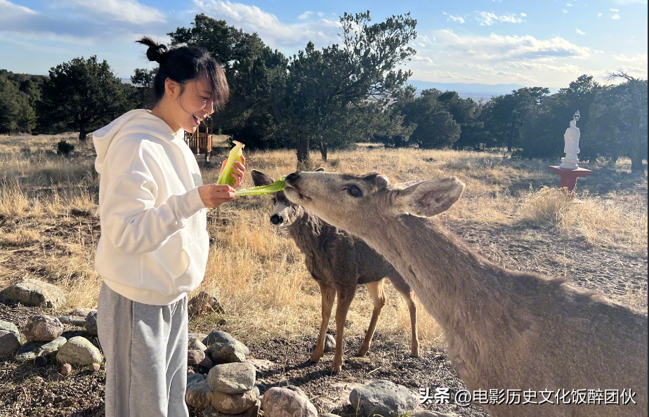 张静初个人资料简介（42岁的演员张静初为何消失了）