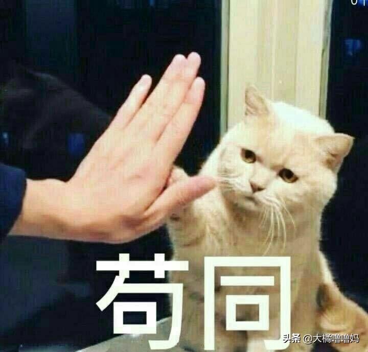 小猫呕吐是什么原因（猫咪呕吐的原因以及治疗办法）