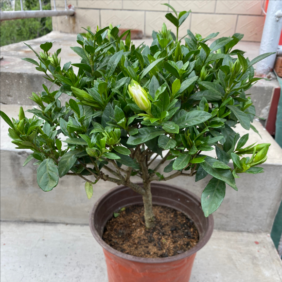 栀子花什么时候开花（栀子花不开花的原因都有哪些）