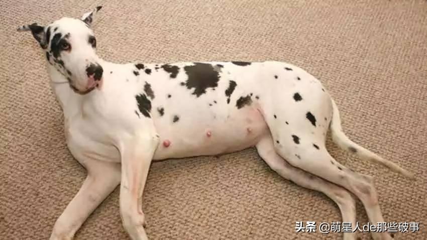 怎么确定狗狗怀孕了（狗狗怀孕期间有哪些注意事项）