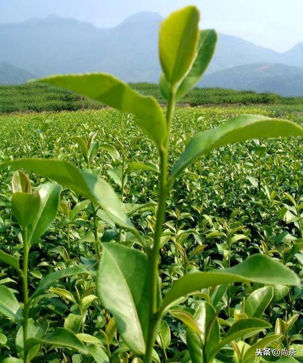 金牡丹茶属于什么茶（金牡丹茶和其他茶有哪些不同）