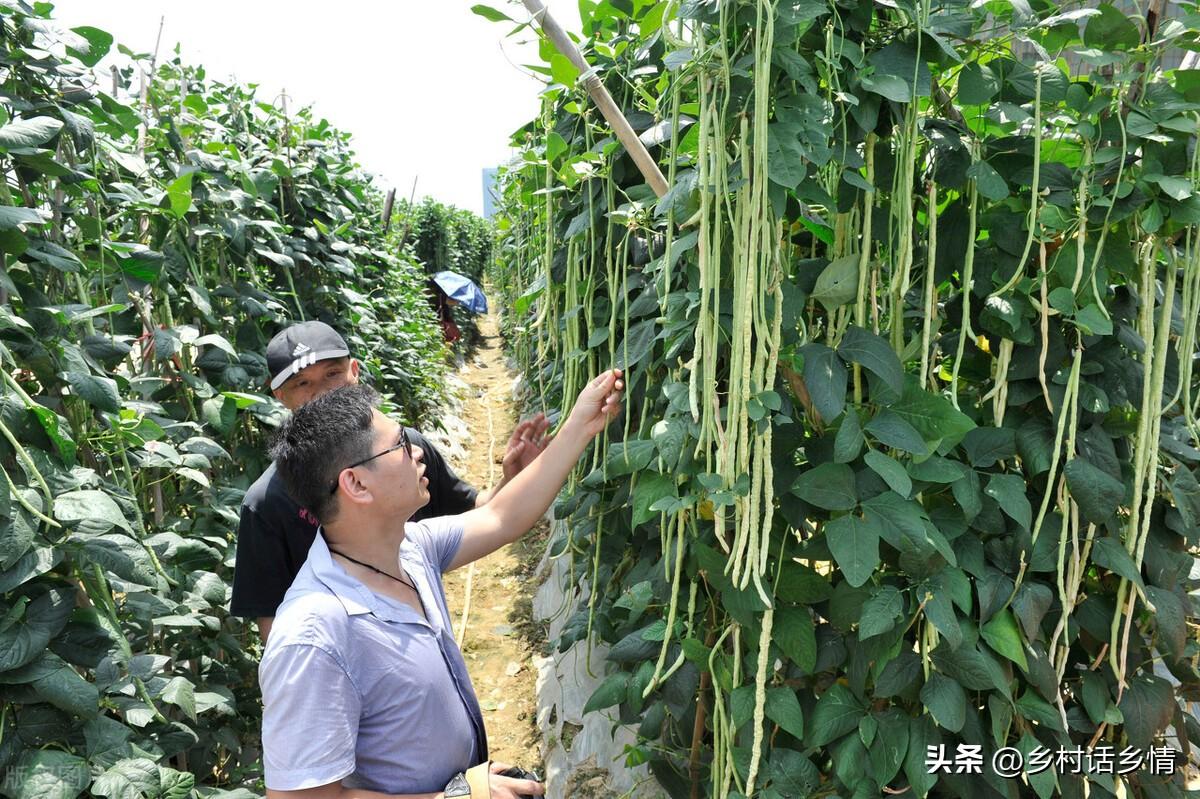 豆角什么时候种植最好（种植豆角使用什么肥料结荚多）