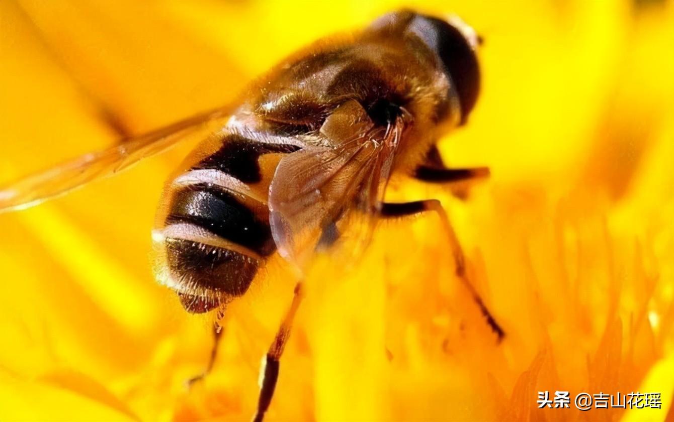 蜜蜂的特点和生活特征介绍（蜜蜂的寿命一般是多久）