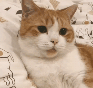 猫的胡须可以剪吗（猫咪的胡子都有哪些功能和作用呢）