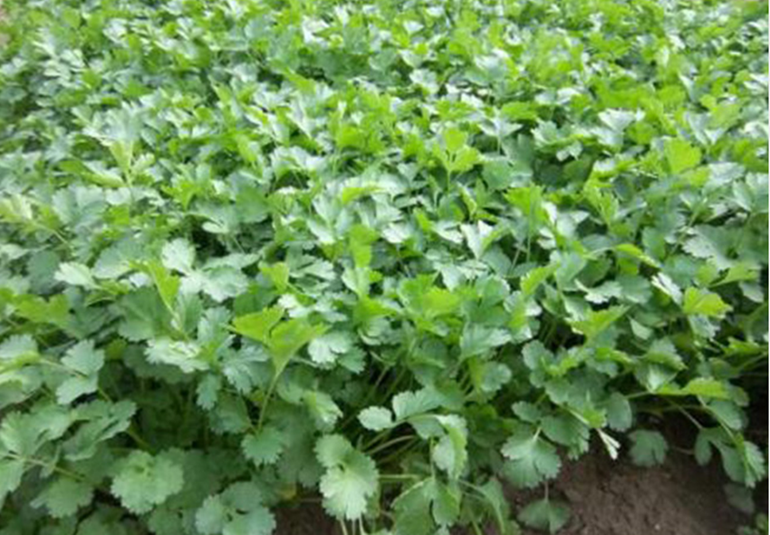 春天适合种什么菜（三种适合春天种植的高收益蔬菜）