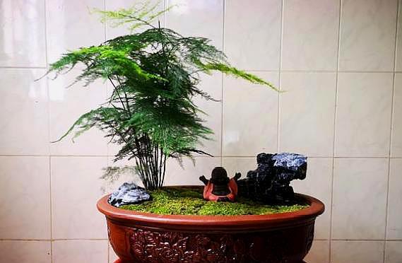 文竹叶子发黄怎么挽救（导致文竹黄叶的原因都有哪些）