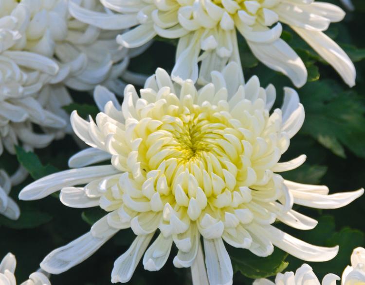菊花代表什么象征意义（送女朋友白菊花代表什么意思）