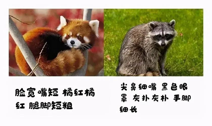 小浣熊和小熊猫的区别（小浣熊和小熊猫在哪些方面有不同）