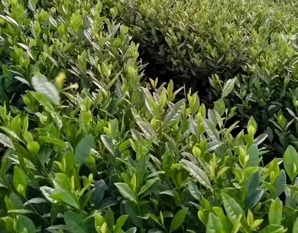 安吉白茶的特点和功效介绍（安吉白茶的主要产地在哪里）