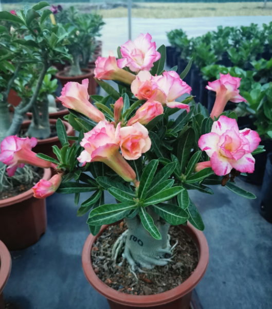沙漠玫瑰怎么养才开花（养好沙漠玫瑰需要注意哪些事项）