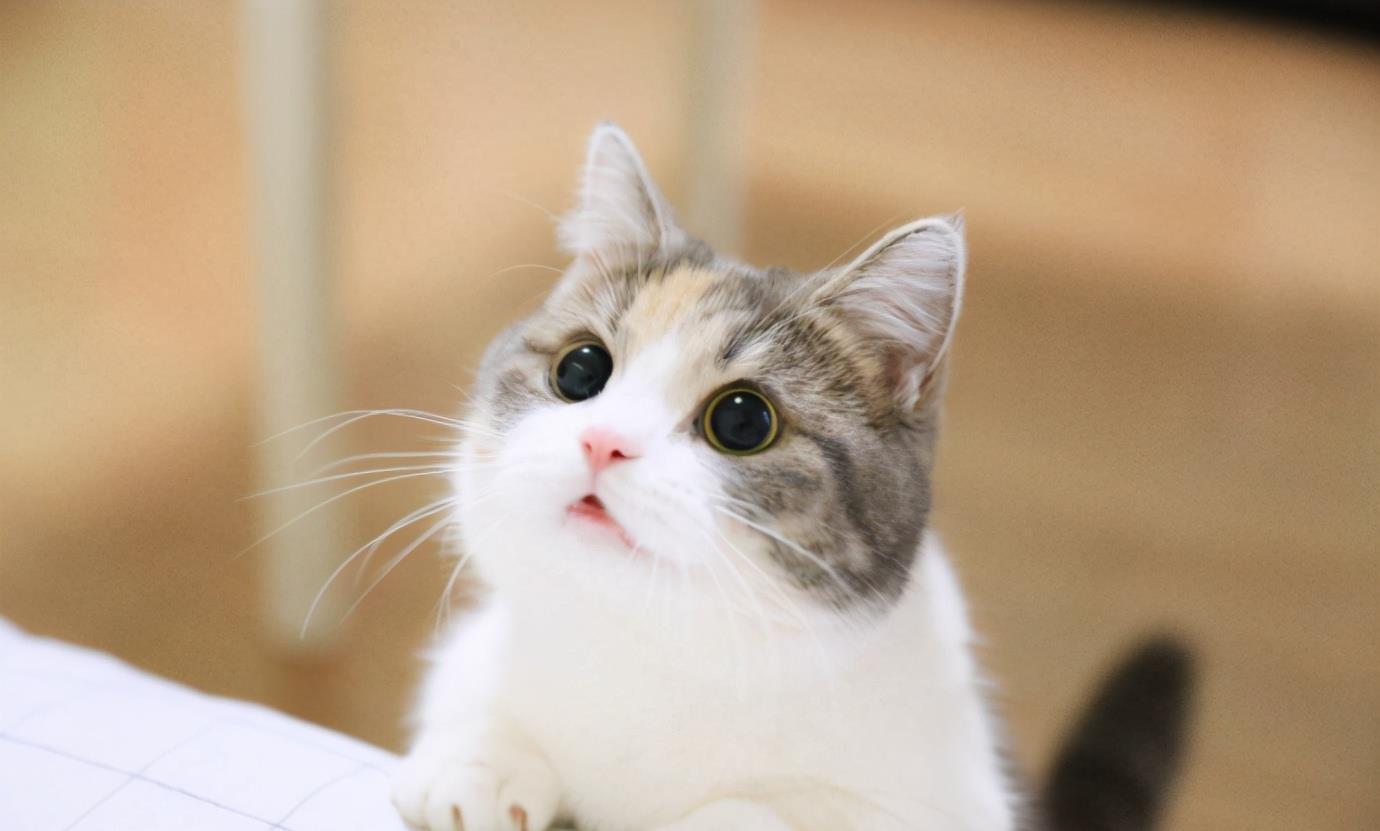 养猫的人容易得什么病（养猫后我得了这8种病你中招了吗）