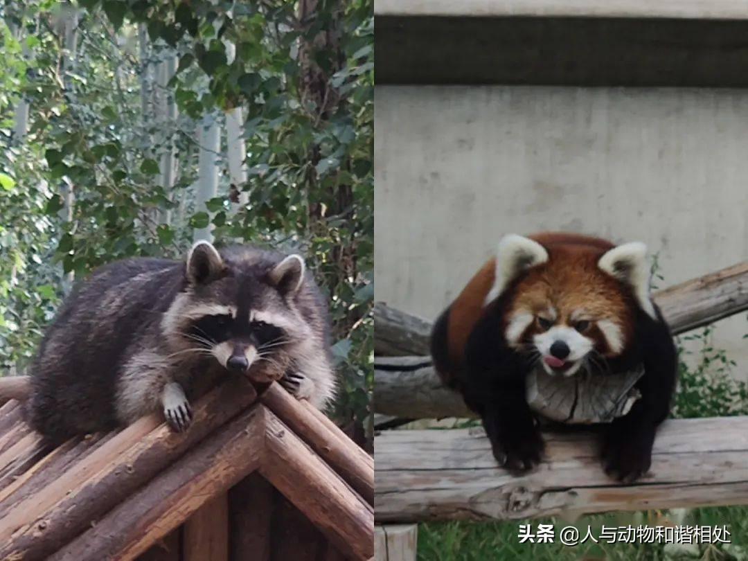 小熊猫和小浣熊的区别（小浣熊和小熊猫哪种可以作为宠物）
