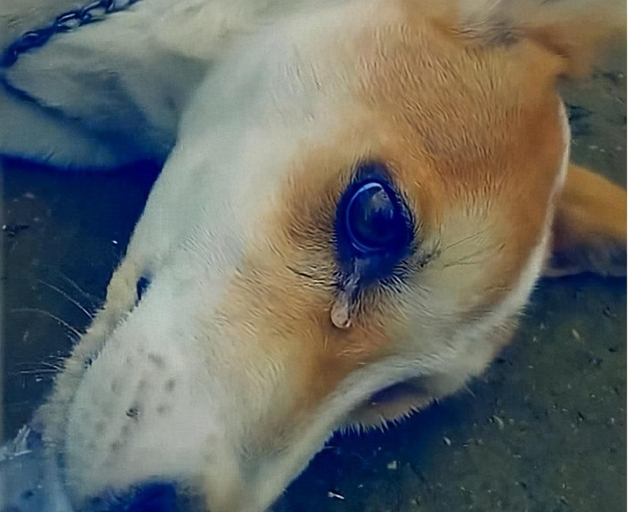 狗狗流眼泪是什么原因呢（狗狗也会有难过的情绪吗）