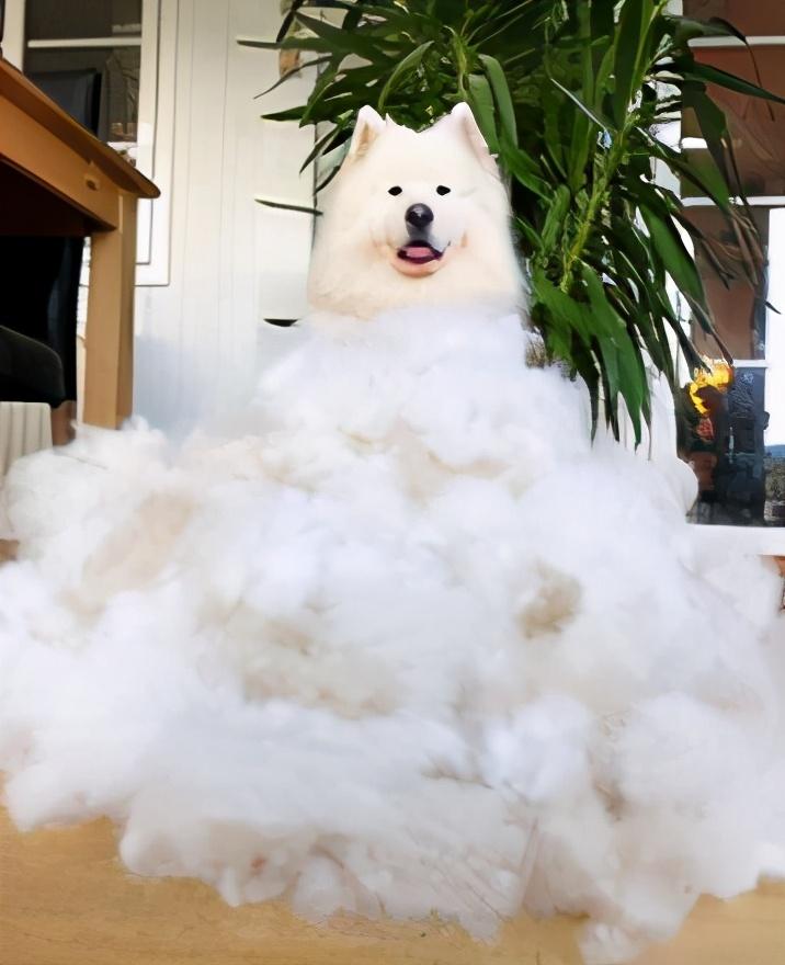 狗狗掉毛很厉害怎么办（应对狗狗掉毛严重的处理方法）