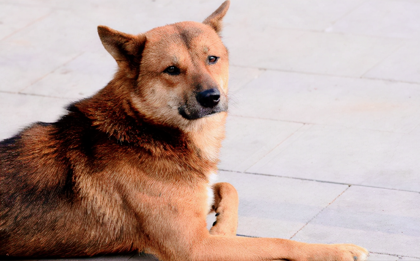 中华田园犬为什么禁养（不让养中华田园犬的四大原因）