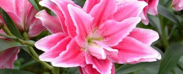 不同颜色百合花的花语和寓意（百合花送给什么人好）
