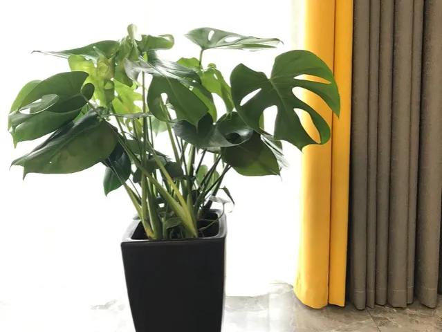 除甲醛的植物排名（公认吸甲醛最厉害的10种植物）
