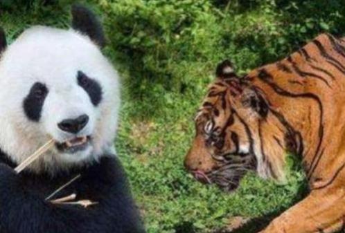 大熊猫属于什么科目的动物（食肉动物为什么不吃大熊猫呢）