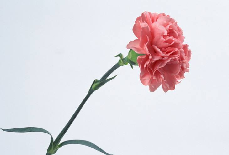 送老师什么花最好最合适（教师节适合送老师的七种花）