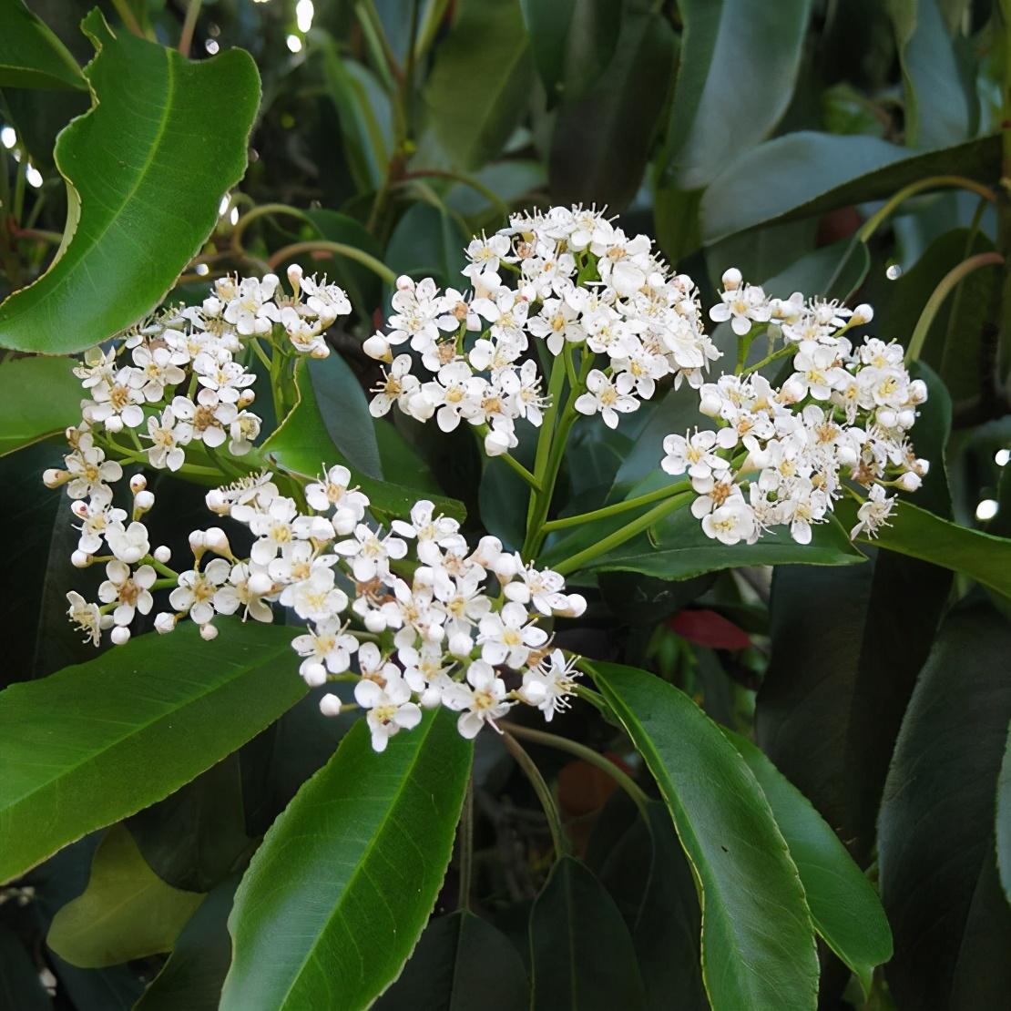 石楠花是什么味道（为什么石楠花会进化出如此刺鼻的味道）