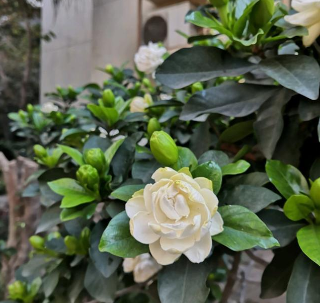 栀子花什么时候开花（栀子花的养护要点和注意事项）