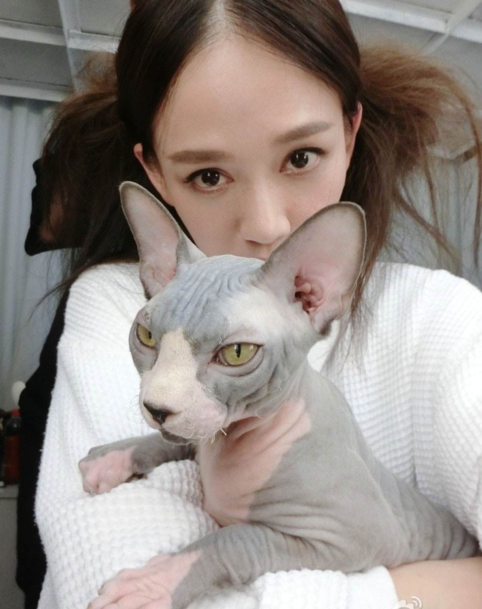 无猫毛叫什么名字（为什么无毛猫在市场上不太受欢迎）