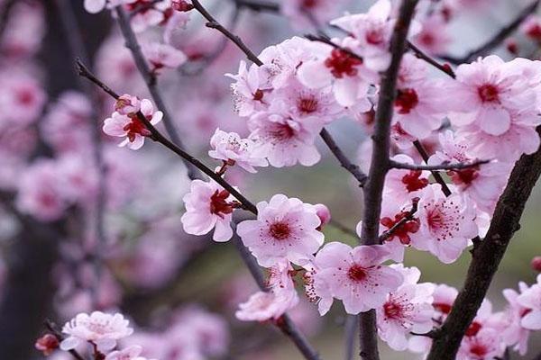 梅花什么时候开放（影响梅花开放的因素大都有哪些）