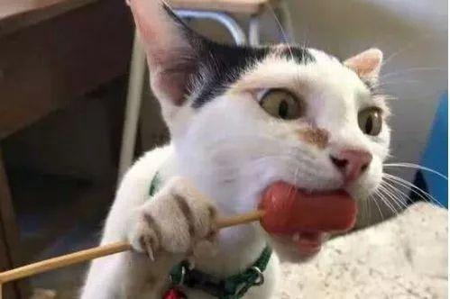 猫不能吃什么东西（盘点不能喂给猫咪的食物有哪些）