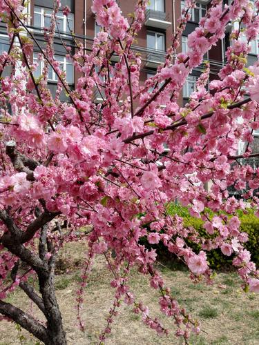 春天的花有哪些（在春天开放的花卉种类及花语介绍）